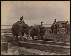 Arbeid med elefanter, ca. 1880 (albumintrykk)